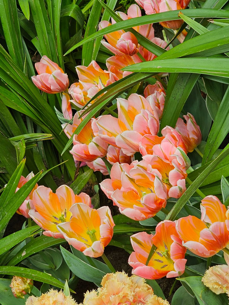Rozkvitnutá jarná záhrada s tulipánmi